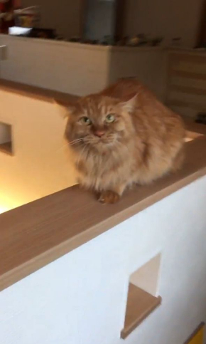 猫 猫カフェ 浮気 匂い ブチギレ