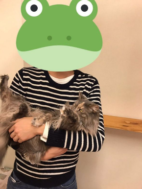 猫 猫カフェ 浮気 匂い ブチギレ