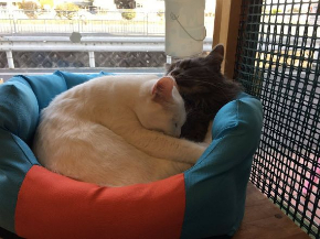 猫 猫カフェ 浮気 匂い ブチギレ
