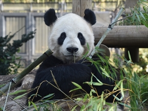 パンダ展示再開