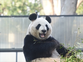 パンダ展示再開
