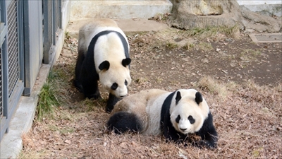 パンダ展示再開