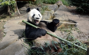 パンダ展示再開