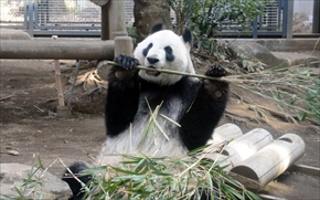 パンダ展示再開