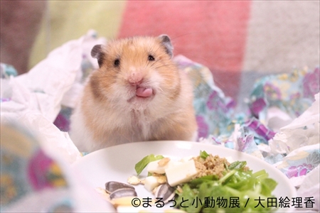 まるっと小動物展