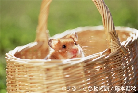 まるっと小動物展