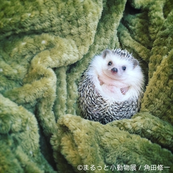 まるっと小動物展