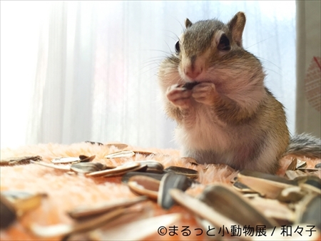 まるっと小動物展