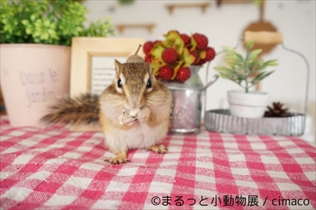 まるっと小動物展