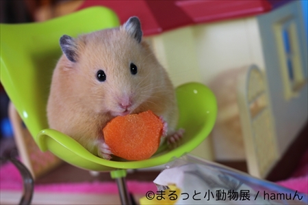 まるっと小動物展