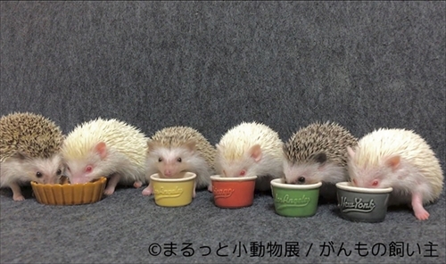 まるっと小動物展