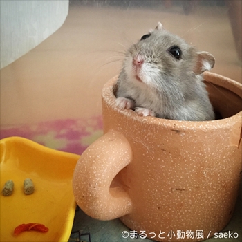 まるっと小動物展