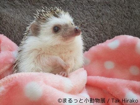 まるっと小動物展