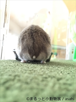 まるっと小動物展