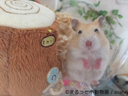 まるっと小動物展