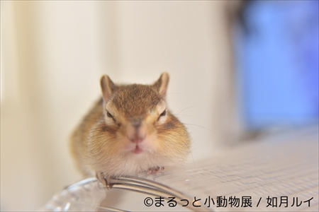 まるっと小動物展