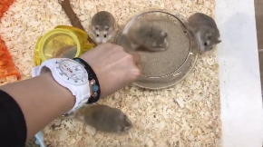 ロボロフスキー ハムスター ほいほい トイレ ボウル