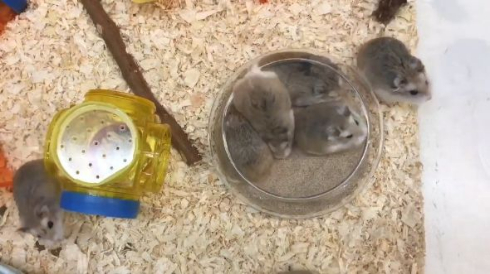 ロボロフスキー ハムスター ほいほい トイレ ボウル