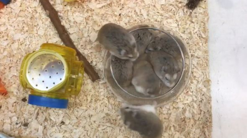 ロボロフスキー ハムスター ほいほい トイレ ボウル