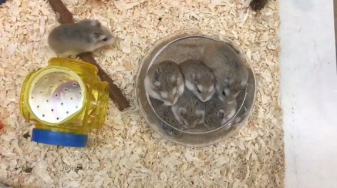 ロボロフスキー ハムスター ほいほい トイレ ボウル