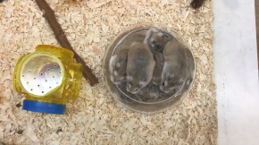 ロボロフスキー ハムスター ほいほい トイレ ボウル