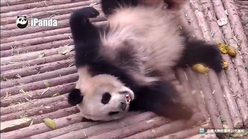 パンダ監視