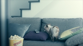 わんにゃん専用WOWOWメガネ