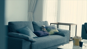 わんにゃん専用WOWOWメガネ