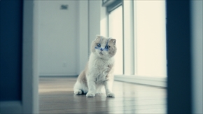 わんにゃん専用WOWOWメガネ