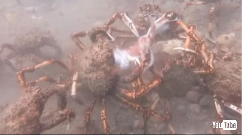 タコ カニ 大群 引き裂く YouTube