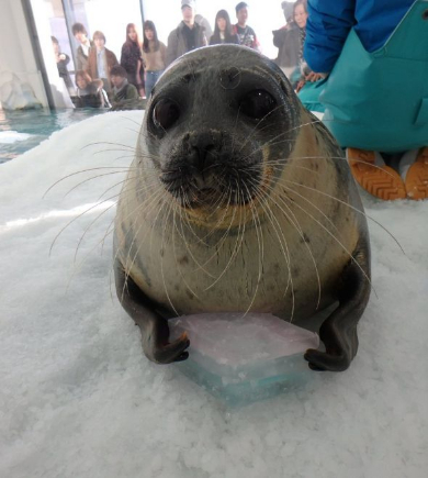 海遊館 ひなまつり 菱餅 氷 ラッコ カワウソ