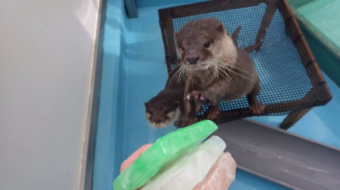 海遊館 ひなまつり 菱餅 氷 ラッコ カワウソ