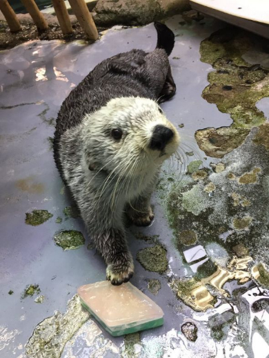 海遊館 ひなまつり 菱餅 氷 ラッコ カワウソ