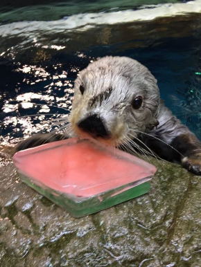 海遊館 ひなまつり 菱餅 氷 ラッコ カワウソ