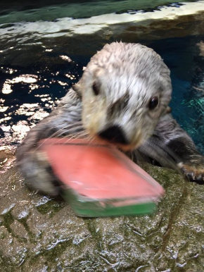 海遊館 ひなまつり 菱餅 氷 ラッコ カワウソ