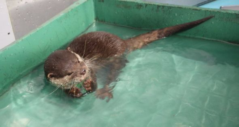 海遊館 ひなまつり 菱餅 氷 ラッコ カワウソ