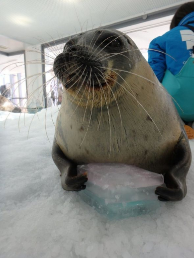 海遊館 ひなまつり 菱餅 氷 ラッコ カワウソ