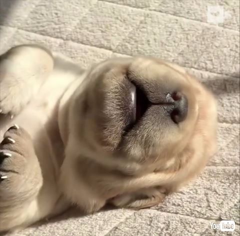 犬