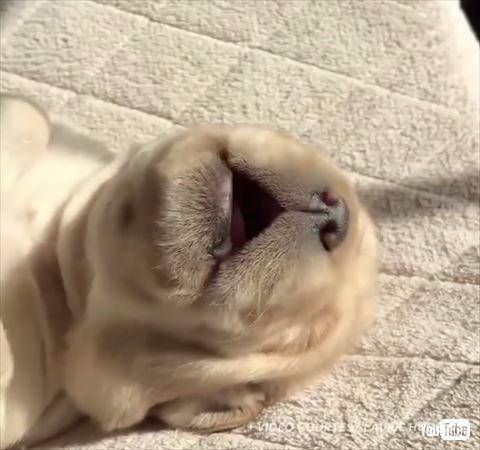 犬