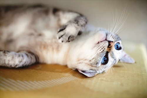 楽天トラベル看板猫ランキング