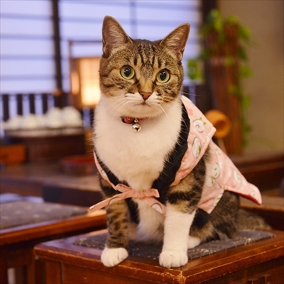 楽天トラベル看板猫ランキング