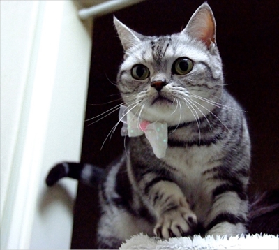 楽天トラベル看板猫ランキング