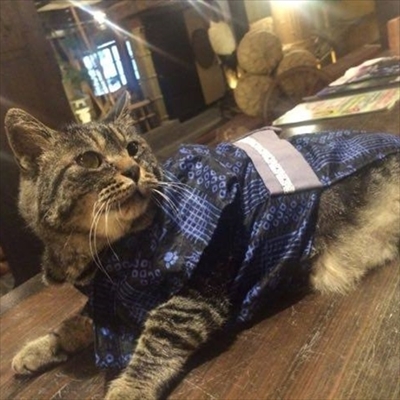 楽天トラベル看板猫ランキング