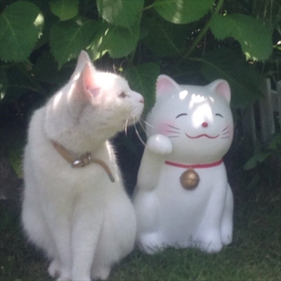 楽天トラベル看板猫ランキング