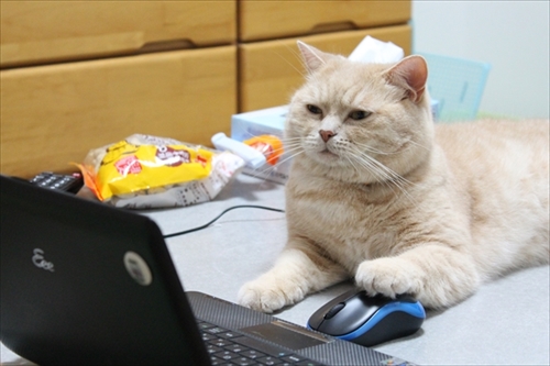 楽天トラベル看板猫ランキング