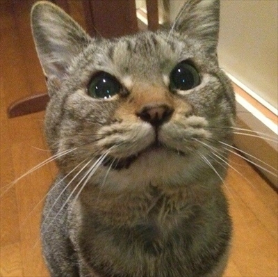 楽天トラベル看板猫ランキング