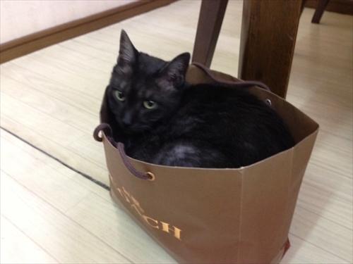 楽天トラベル看板猫ランキング