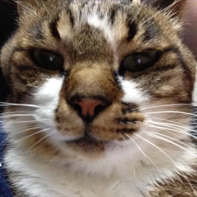 楽天トラベル看板猫ランキング