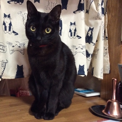 楽天トラベル看板猫ランキング