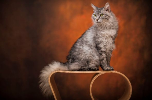 世界一美しい猫たち ラパーマ 五十川満 写真集 写真展